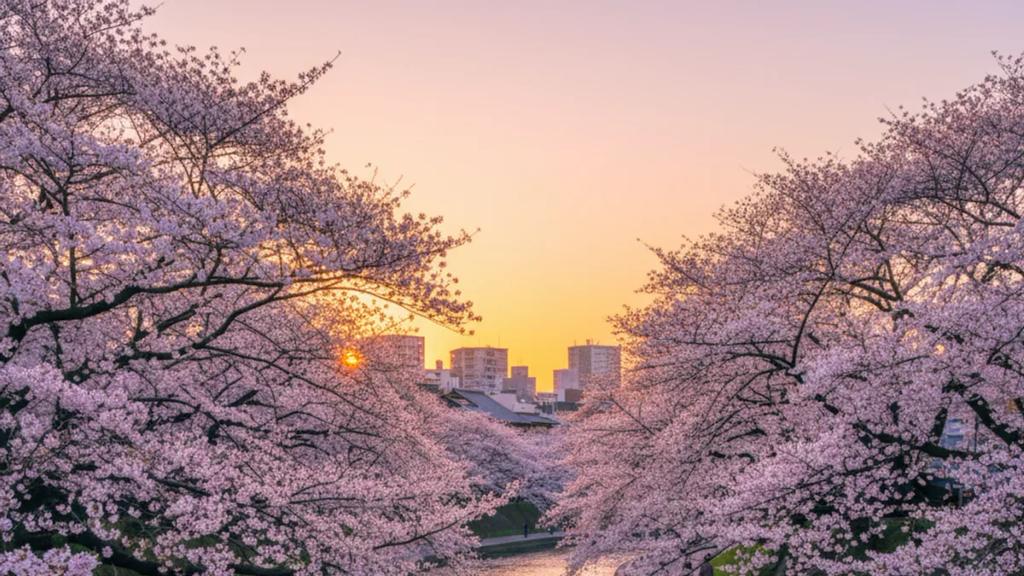 Cherry blossoms in full bloom arching over the Meguro River in Tokyo with crowds strolling the banks at dusk